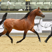 Senior Stallion Gold Champion: Gazwan Al Nasser (Gazal Al Shaqab X Ftoon Al Shaqab)