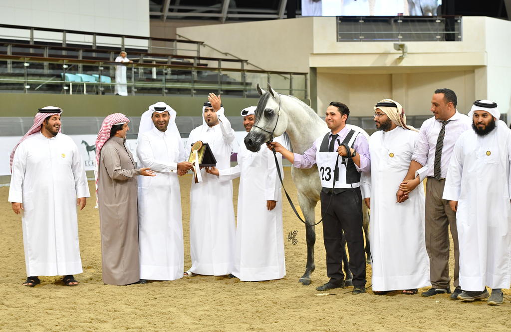 Senior Stallion Silver Champion:  D Daffer (Marajj X Shownel)