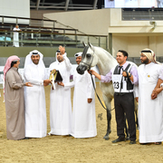 Senior Stallion Silver Champion:  D Daffer (Marajj X Shownel)