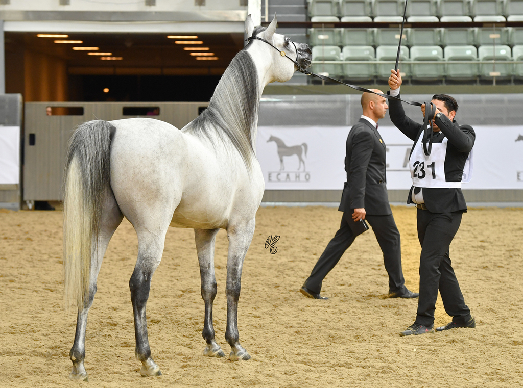 Senior Stallion Silver Champion:  D Daffer (Marajj X Shownel)