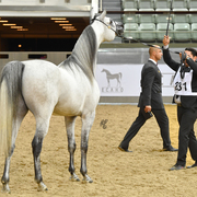 Senior Stallion Silver Champion:  D Daffer (Marajj X Shownel)