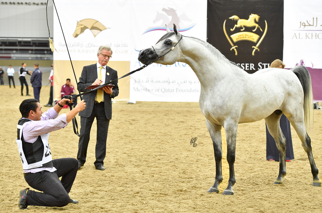 Senior Stallion Silver Champion:  D Daffer (Marajj X Shownel)