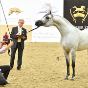 Senior Stallion Silver Champion:  D Daffer (Marajj X Shownel)