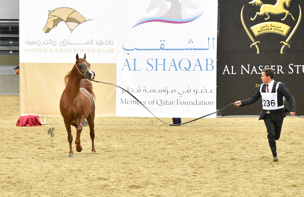 Senior Stallion Bronze Champion: Kamar Al Gazal (EKS Bey Al Gazal X MSA Kataryna)