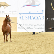 Senior Stallion Bronze Champion: Kamar Al Gazal (EKS Bey Al Gazal X MSA Kataryna)