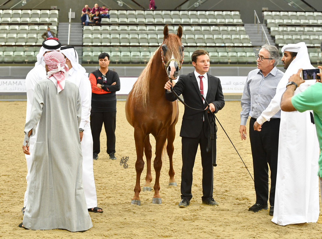 Senior Stallion Bronze Champion: Kamar Al Gazal (EKS Bey Al Gazal X MSA Kataryna)