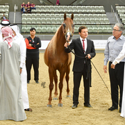 Senior Stallion Bronze Champion: Kamar Al Gazal (EKS Bey Al Gazal X MSA Kataryna)