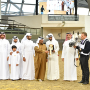 Senior Mare Gold Champion: Da Magic Moment (WH Justice X Da Enfidha)