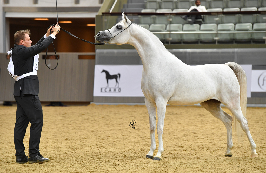 Senior Mare Gold Champion: Da Magic Moment (WH Justice X Da Enfidha)