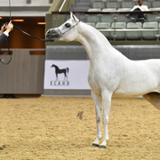 Senior Mare Gold Champion: Da Magic Moment (WH Justice X Da Enfidha)