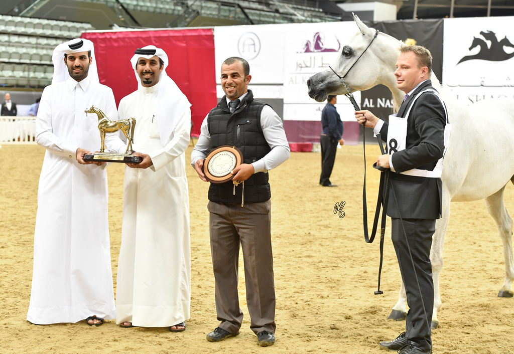Senior Mare Gold Champion: Da Magic Moment (WH Justice X Da Enfidha)