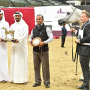 Senior Mare Gold Champion: Da Magic Moment (WH Justice X Da Enfidha)