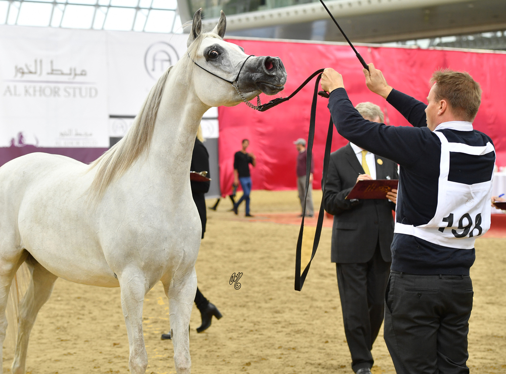 Senior Mare Gold Champion: Da Magic Moment (WH Justice X Da Enfidha)