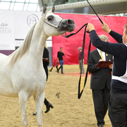 Senior Mare Gold Champion: Da Magic Moment (WH Justice X Da Enfidha)