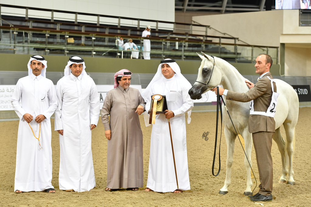 Senior Mare Silver Champion: Rihab Al Nasser (Marwan Al Shaqab X Remal Al Nasser)