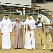 Senior Mare Silver Champion: Rihab Al Nasser (Marwan Al Shaqab X Remal Al Nasser)
