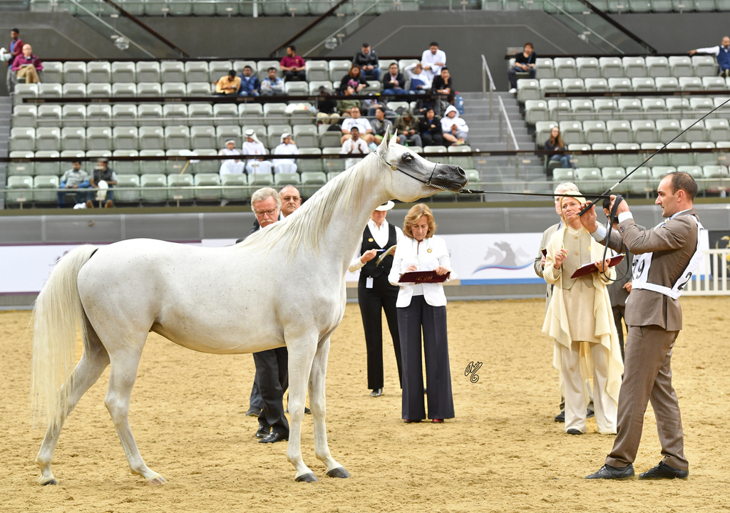 Senior Mare Silver Champion: Rihab Al Nasser (Marwan Al Shaqab X Remal Al Nasser)