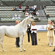 Senior Mare Silver Champion: Rihab Al Nasser (Marwan Al Shaqab X Remal Al Nasser)