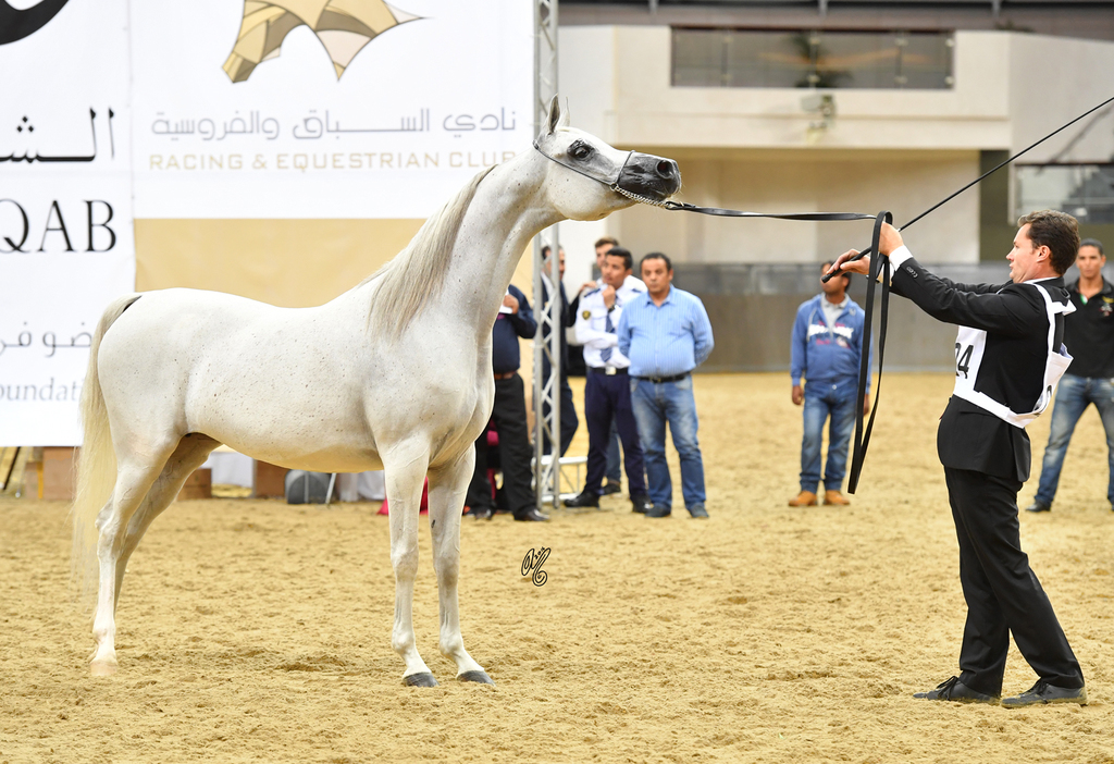 Senior Mare Bronze Champion: Lamana (Laman HVP X Miriam Ii)