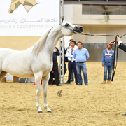 Senior Mare Bronze Champion: Lamana (Laman HVP X Miriam Ii)
