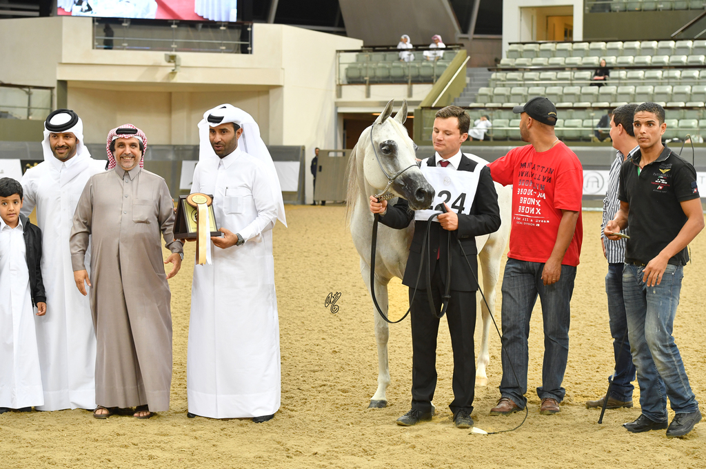 Senior Mare Bronze Champion: Lamana (Laman HVP X Miriam Ii)