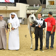 Senior Mare Bronze Champion: Lamana (Laman HVP X Miriam Ii)