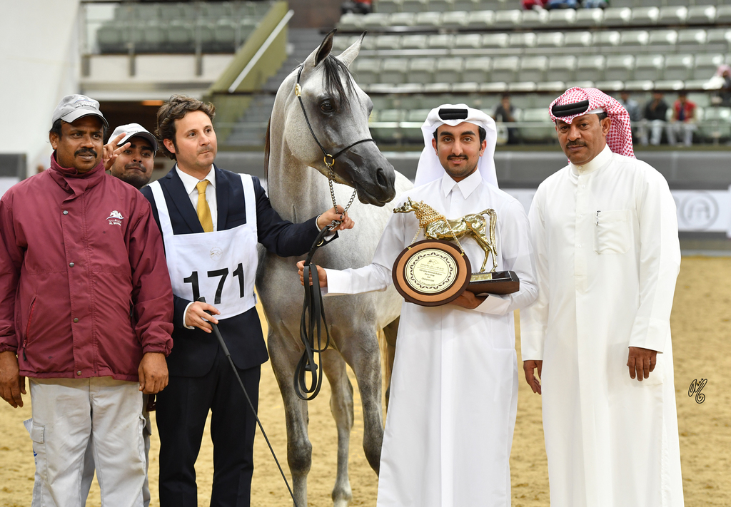 Junior Colt Gold Champion: Medan Al Shaqab (Faroud Al Shaqab X Abha Myra)
