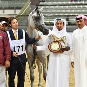 Junior Colt Gold Champion: Medan Al Shaqab (Faroud Al Shaqab X Abha Myra)