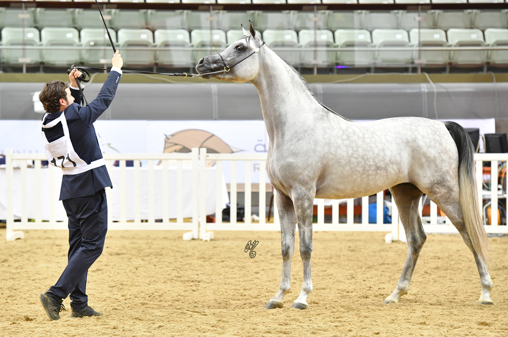 Junior Colt Gold Champion: Medan Al Shaqab (Faroud Al Shaqab X Abha Myra)