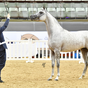 Junior Colt Gold Champion: Medan Al Shaqab (Faroud Al Shaqab X Abha Myra)