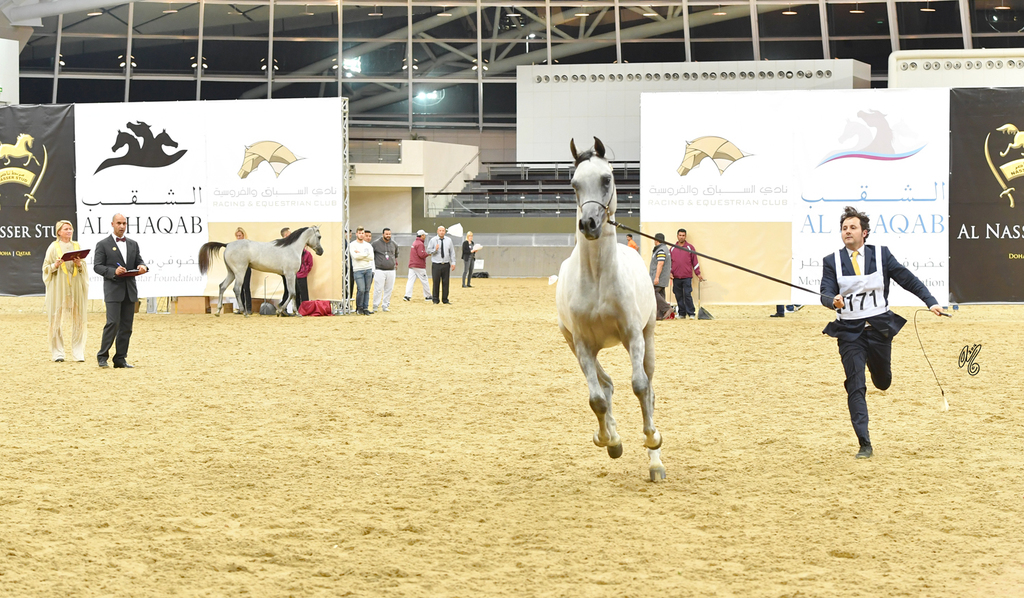 Junior Colt Gold Champion: Medan Al Shaqab (Faroud Al Shaqab X Abha Myra)