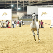 Junior Colt Gold Champion: Medan Al Shaqab (Faroud Al Shaqab X Abha Myra)
