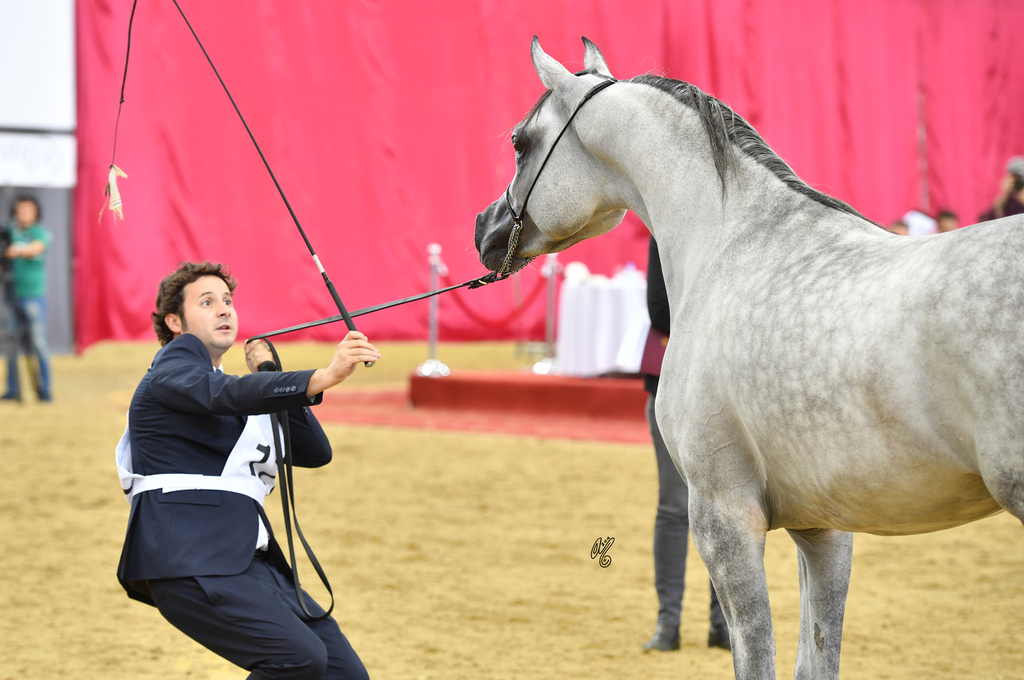 Junior Colt Gold Champion: Medan Al Shaqab (Faroud Al Shaqab X Abha Myra)