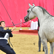 Junior Colt Gold Champion: Medan Al Shaqab (Faroud Al Shaqab X Abha Myra)