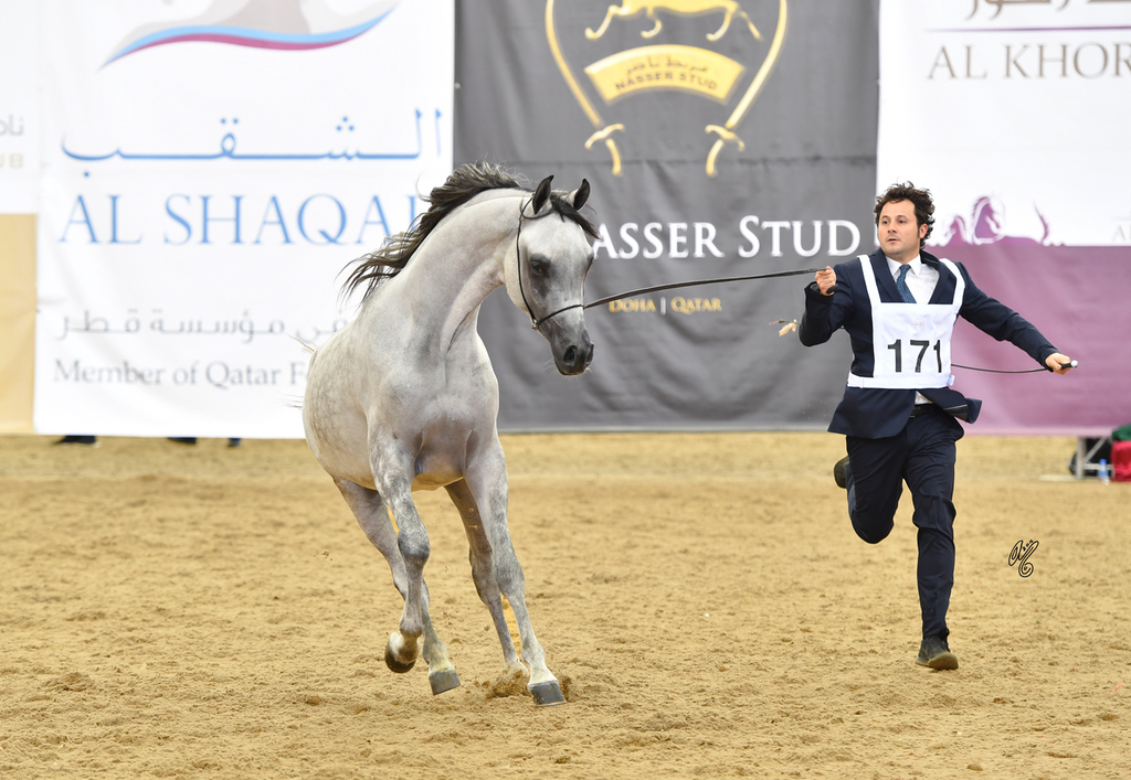 Junior Colt Gold Champion: Medan Al Shaqab (Faroud Al Shaqab X Abha Myra)
