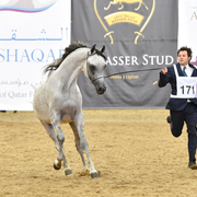 Junior Colt Gold Champion: Medan Al Shaqab (Faroud Al Shaqab X Abha Myra)