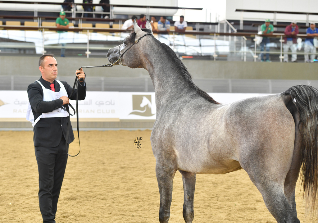 Junior Colt Silver Champion: Radad Al Shaqab (Hadidy Al Shaqab X Rasha Al Shaqab)