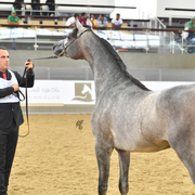 Junior Colt Silver Champion: Radad Al Shaqab (Hadidy Al Shaqab X Rasha Al Shaqab)