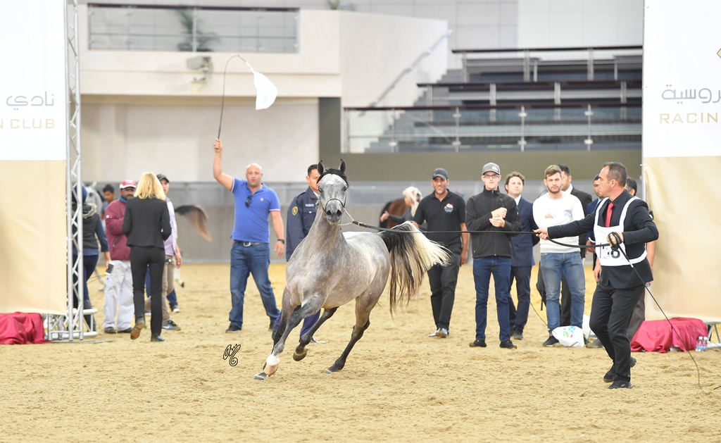 Junior Colt Silver Champion: Radad Al Shaqab (Hadidy Al Shaqab X Rasha Al Shaqab)