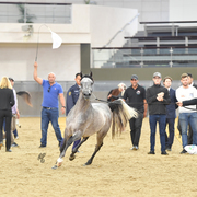 Junior Colt Silver Champion: Radad Al Shaqab (Hadidy Al Shaqab X Rasha Al Shaqab)
