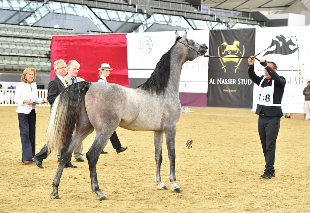 Junior Colt Silver Champion: Radad Al Shaqab (Hadidy Al Shaqab X Rasha Al Shaqab)