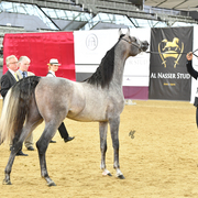 Junior Colt Silver Champion: Radad Al Shaqab (Hadidy Al Shaqab X Rasha Al Shaqab)