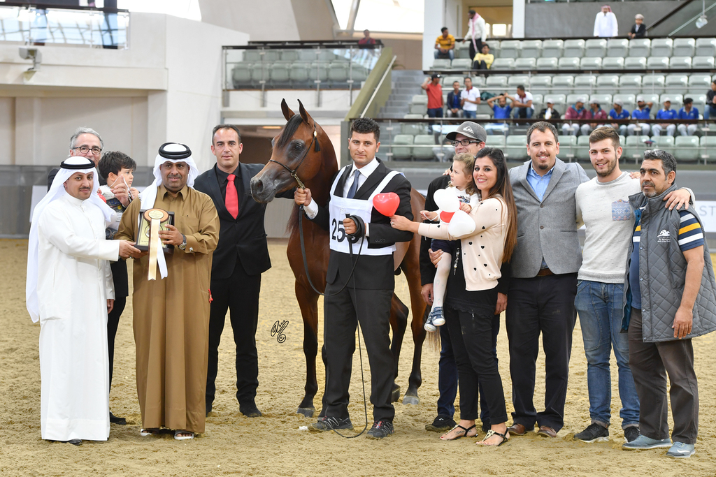 Junior Colt Bronze Champion: Baher Al Shaqab (Kahil Al Shaqab X Vanessa Al Shaqab)