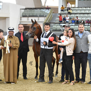 Junior Colt Bronze Champion: Baher Al Shaqab (Kahil Al Shaqab X Vanessa Al Shaqab)