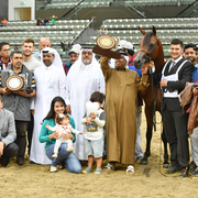Junior Colt Bronze Champion: Baher Al Shaqab (Kahil Al Shaqab X Vanessa Al Shaqab)