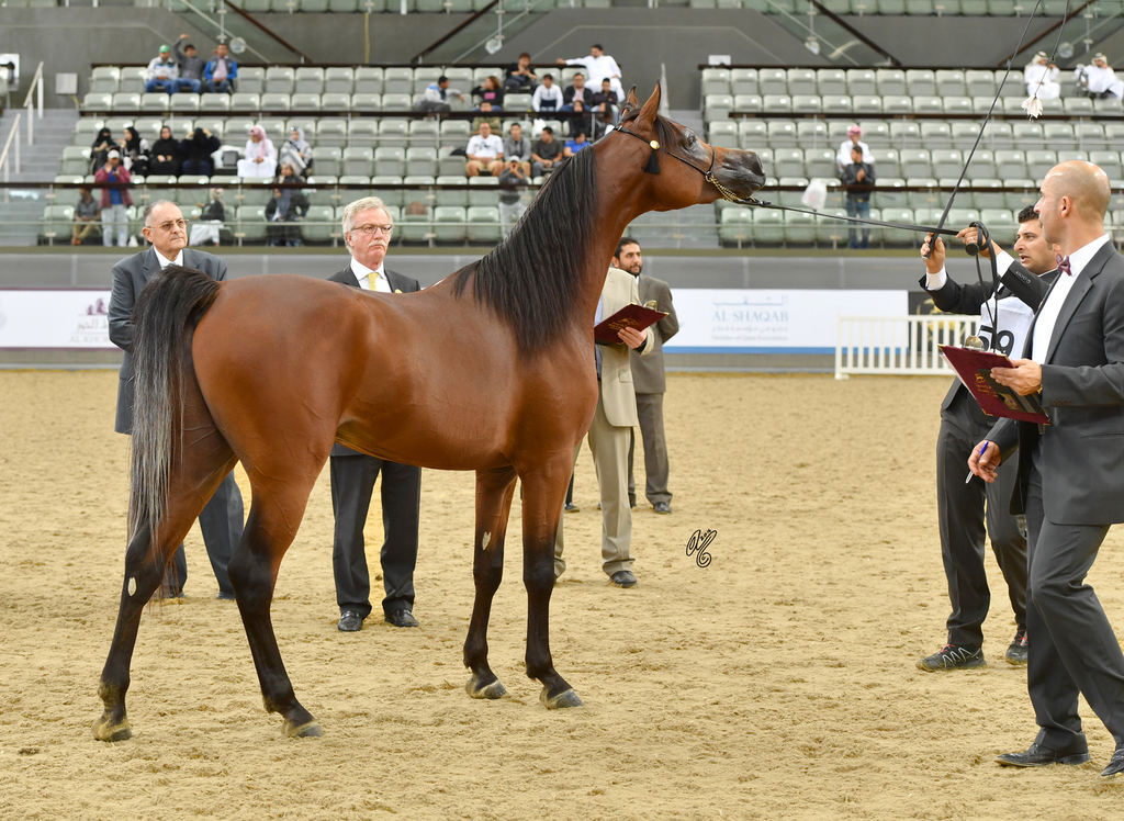 Junior Colt Bronze Champion: Baher Al Shaqab (Kahil Al Shaqab X Vanessa Al Shaqab)