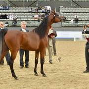 Junior Colt Bronze Champion: Baher Al Shaqab (Kahil Al Shaqab X Vanessa Al Shaqab)