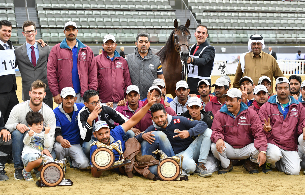 Junior Filly Gold Champion: Elluara (Khalil Al Shaqab X Ellura)