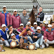 Junior Filly Gold Champion: Elluara (Khalil Al Shaqab X Ellura)