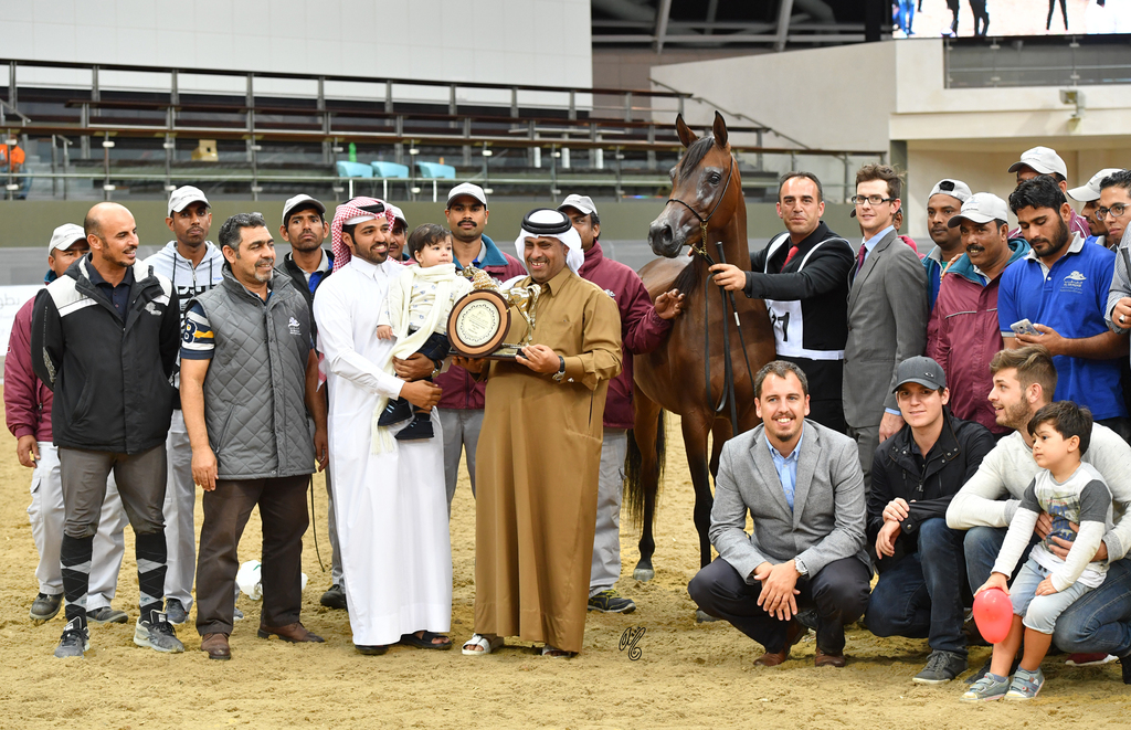 Junior Filly Gold Champion: Elluara (Khalil Al Shaqab X Ellura)